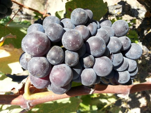 20120907_125925 (Medium)